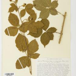 Rubus camptostachys