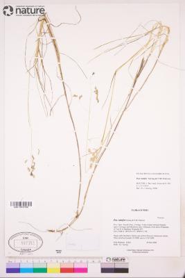 Poa ramifera