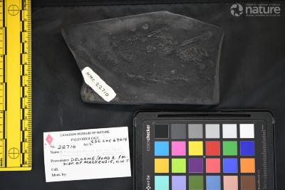 Brochoadmones milesi