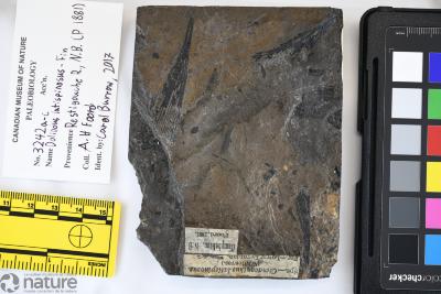 Doliodus Traquair, 1893