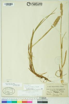 Leymus villosissimus