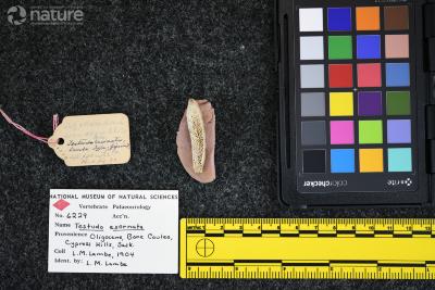 Testudo exornata (Lambe, 1906)