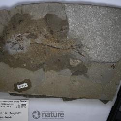 Aquilopiscis wilsoni