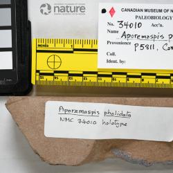 Aporemaspis pholidata