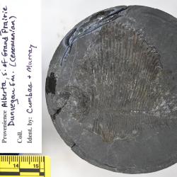 Tycheroichthys dunveganensis