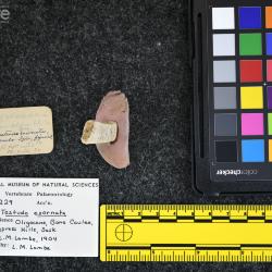 Testudo exornata (Lambe, 1906)