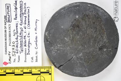 Tycheroichthys dunveganensis