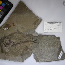 Aquilopiscis wilsoni