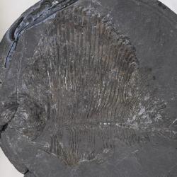 Tycheroichthys dunveganensis