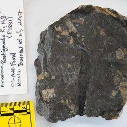 Doliodus Traquair, 1893