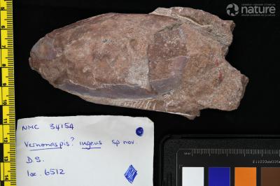 Vernonaspis Flower & Wayland-Smith, 1952