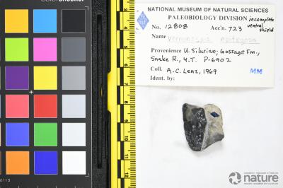 Vernonaspis Flower & Wayland-Smith, 1952