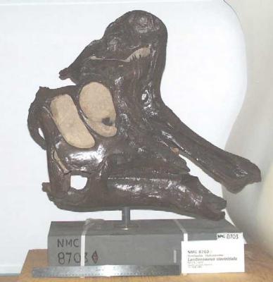 Lambeosaurus clavinitialis