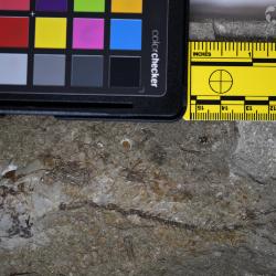 Aquilopiscis wilsoni