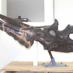 Chasmosaurus russelli