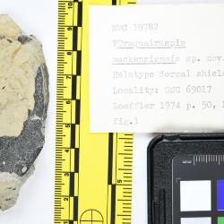 Traquairaspis Kiaer, 1932