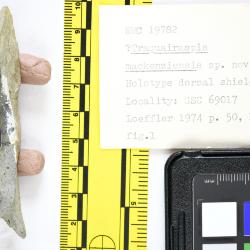 Traquairaspis Kiaer, 1932