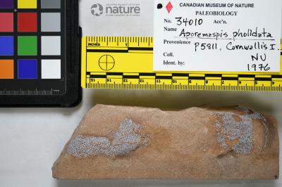 Aporemaspis pholidata