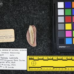 Testudo exornata (Lambe, 1906)