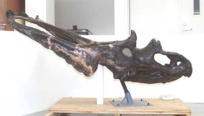 Chasmosaurus russelli