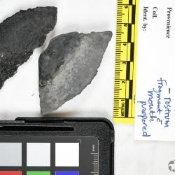 Lepidaspis Dineley & Loeffler, 1976