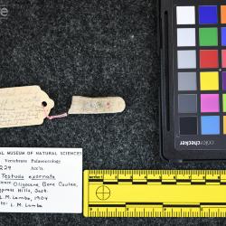 Testudo exornata (Lambe, 1906)