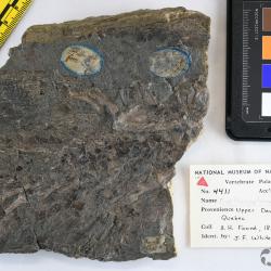 Eusthenopteron foordi