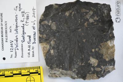 Doliodus Traquair, 1893