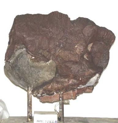 Pachyrhinosaurus canadensis