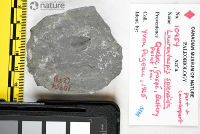 Laurentaspis splendida