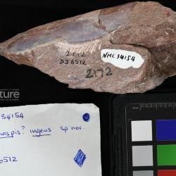 Vernonaspis Flower & Wayland-Smith, 1952