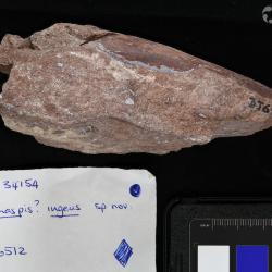 Vernonaspis Flower & Wayland-Smith, 1952