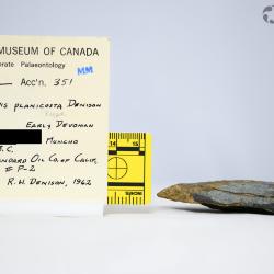 Pionaspis Denison, 1964