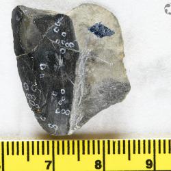 Vernonaspis Flower & Wayland-Smith, 1952