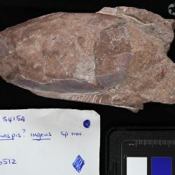 Vernonaspis Flower & Wayland-Smith, 1952