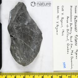 Batteraspis Pageau, 1969