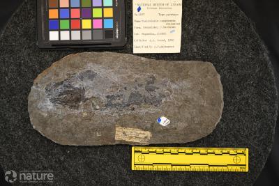 Cheirolepis canadensis