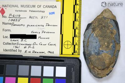 Pionaspis Denison, 1964