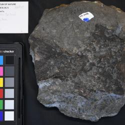 Cheirolepis canadensis