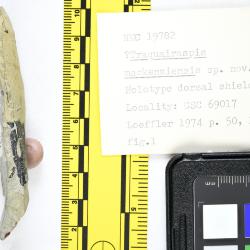 Traquairaspis Kiaer, 1932