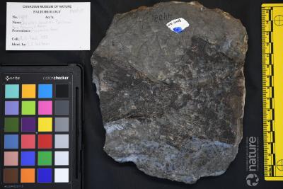 Cheirolepis canadensis