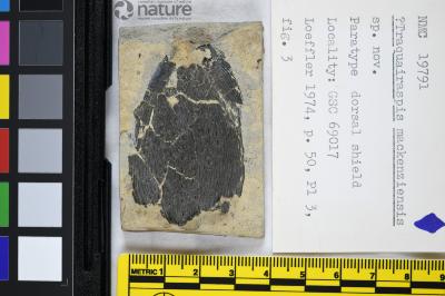 Traquairaspis Kiaer, 1932