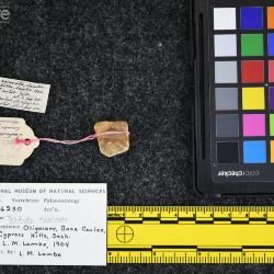 Testudo exornata (Lambe, 1906)