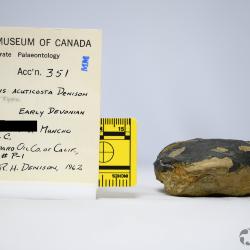 Pionaspis Denison, 1964