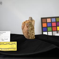 Hemipsalodon grandis