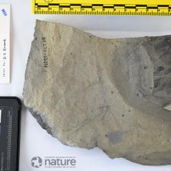 Boothiaspis Broad, 1973