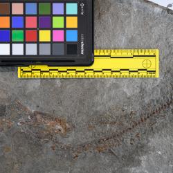 Ornatipholis Cumbaa & Murray, 2008