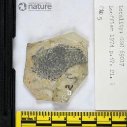 Traquairaspis Kiaer, 1932