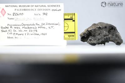 Stomiahykus thlaodus