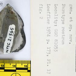 Canadapteraspis Dineley & Loeffler, 1976